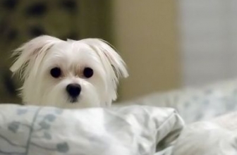 Waterproof Mattress Pad