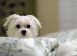 Waterproof Mattress Pads